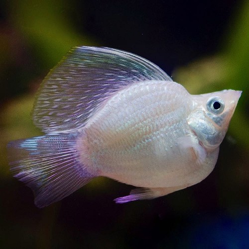 Poeciliidae sphenops - Silver balloon molly M